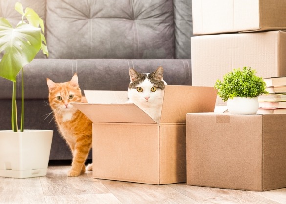 Twee katten in en naast een kartonnen doos
