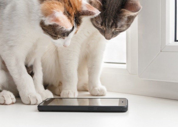 Twee katten kijken naar smartphone op vensterbank