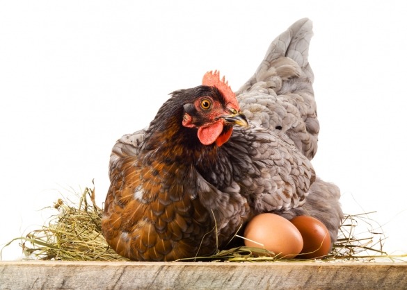 Onderhandelen neus Terug, terug, terug deel Help! Wie steelt de eieren van mijn kippen? | Beestig.be