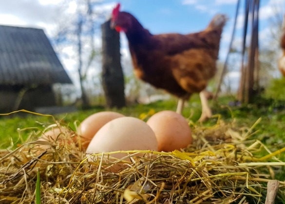 Bruine kip met nestje eieren op de voorgrond 