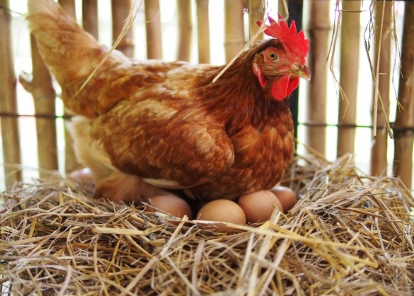 Vriendelijkheid Erfenis Oproepen Zo voorkom je eieren pikken bij je kippen | Beestig.be
