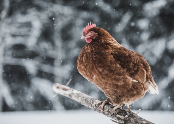 Bruine kip zit op een tak in de sneeuw 