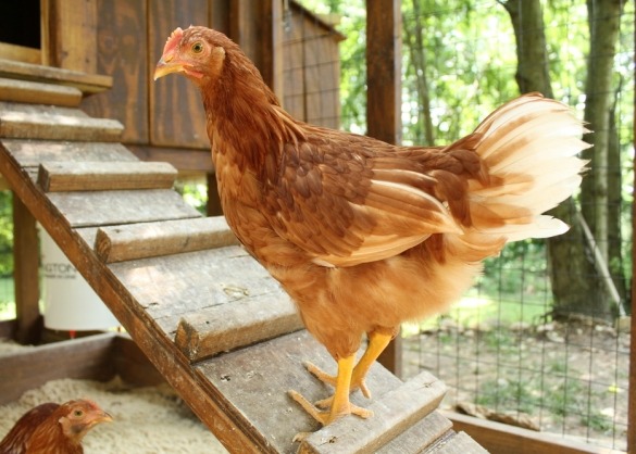 Bruine kip staat op trapje van het kippenhok