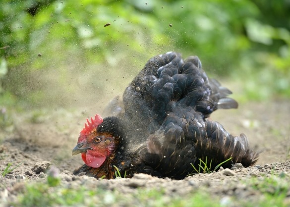 Zwarte kip neemt stofbad