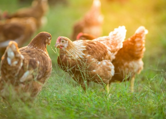 Bruine kippen in weide bij ondergaande zon