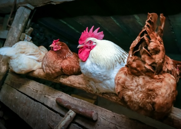 Drie kippen en een haan zitten knus op een zitstok in een donker nachthok