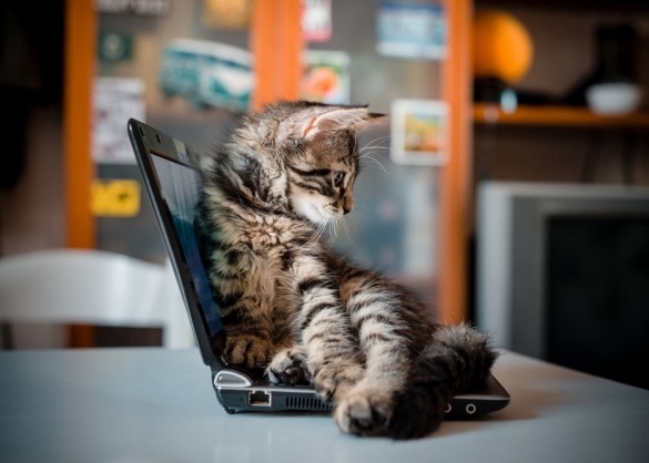 Kitten op laptop