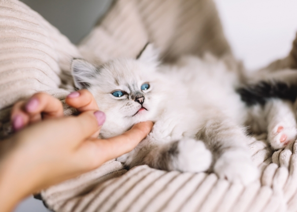 Jong kitten wordt geaaid door gemanicuurde mensenhand 
