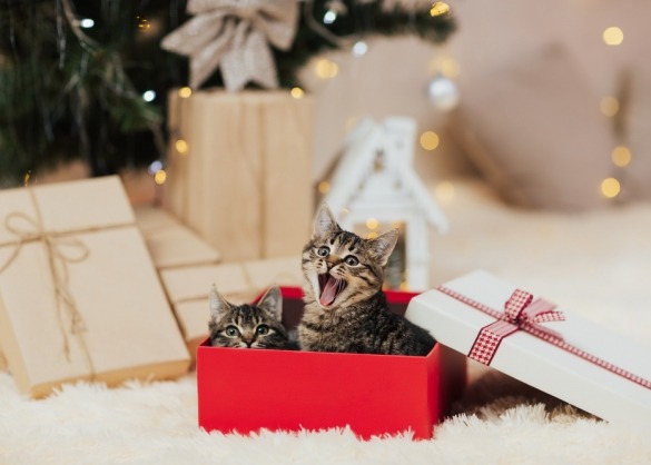 Twee kittens in een rood cadeautje onder kerstboom