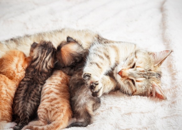 Kittens zogen bij moederpoes