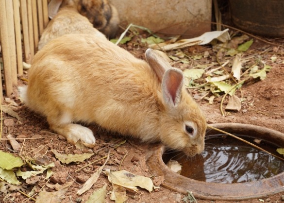 Bruin konijn drinkt uit open drinkbak met water