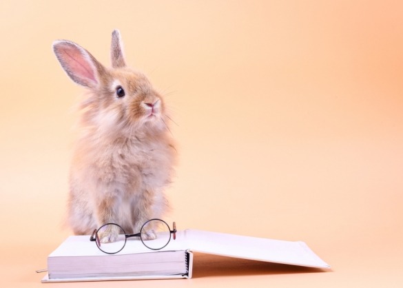 Klein konijn zit op boek waar bril op ligt 
