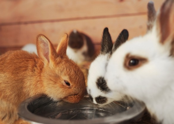 Drie konijntjes drinken water uit een bakje