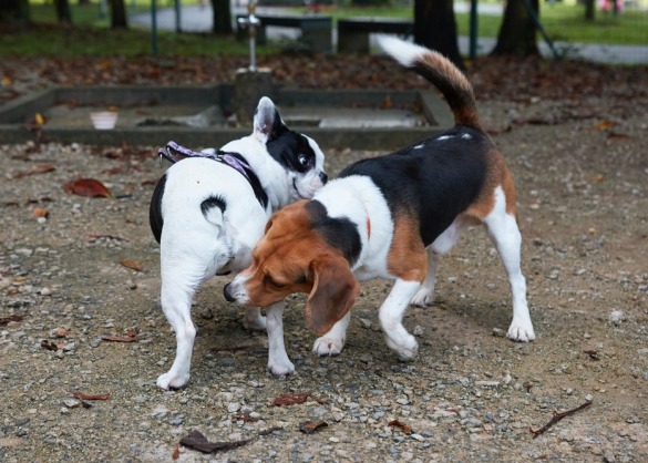 Twee honden ruiken aan elkaars kont