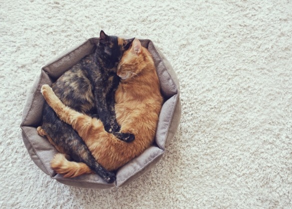Twee katten in een mand