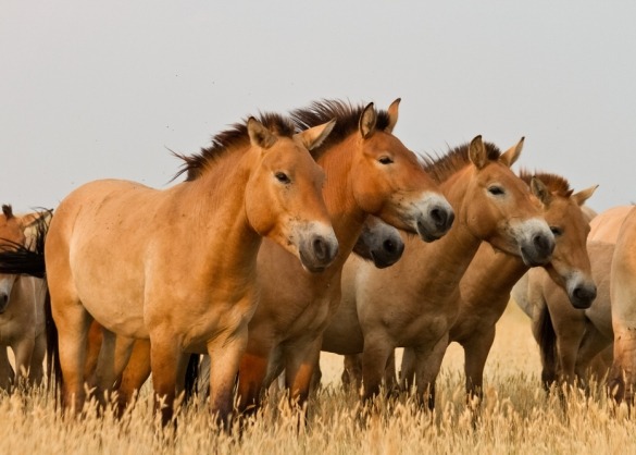 Kudde przewalskipaarden
