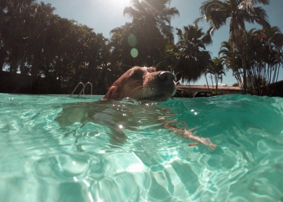 Hond zwemt in het water