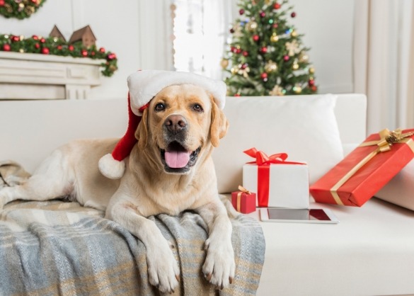 Hond met kerstmuts bij kerstboom en pakjes
