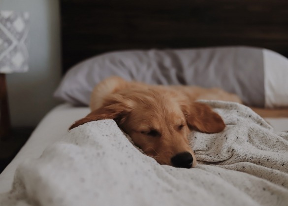 Mag je hond op bed slapen bij jou? 