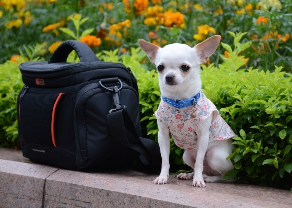 Chihuahua naast reistas