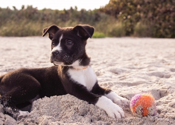 Hond speelt met bal op het strand