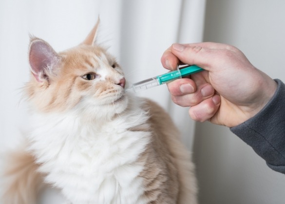 Kat krijgt medicatie via spuitje 