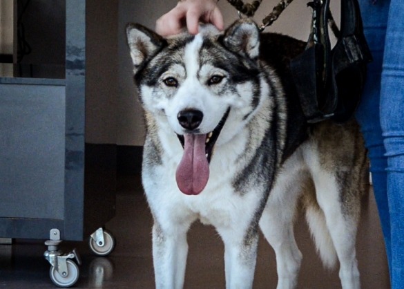 Hond max is bloeddonor en staat voor de deur van de dierenarts