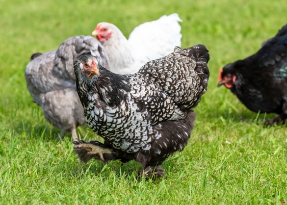 Meerdere Brahma kippen