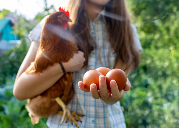 Meisje draagt bruine kip en houdt eieren in haar hand