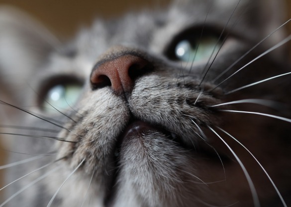 Moet een kat een natte neus hebben?