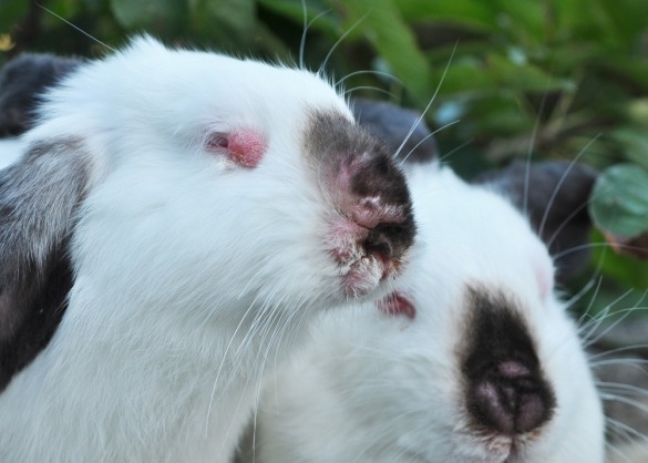 Twee tamme konijnen met myxomatose