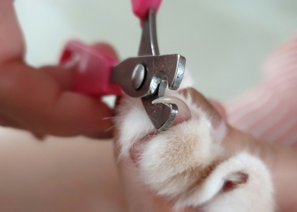 Traditie Kinderachtig Opsommen Zo knip je de nagels van je kat | Beestig.be