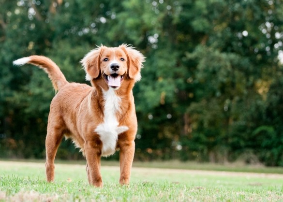 Nova Scotia duck tolling retriever