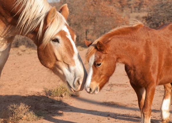 Trekpaard en pony snuffelen aan elkaar 