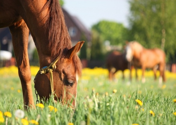 Bruin paard graast gras in een weide met andere paarden
