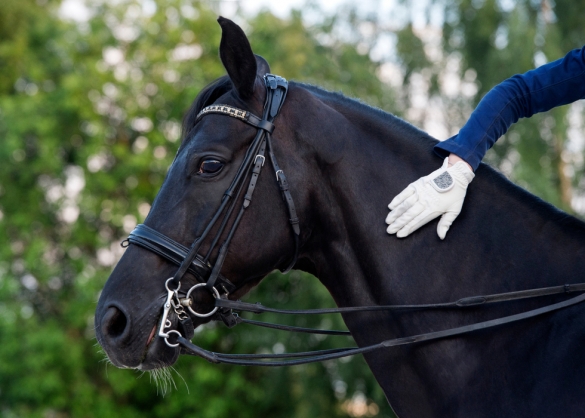 Dressuurruiter geeft klopje op hals van paard, dat nerveus kijkt 