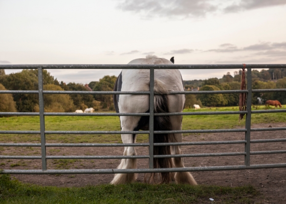 Paard krabt met staart tegen hek