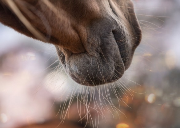 Tastharen op neus en kin van paard 