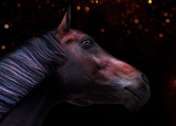 Paard in het donker met sterren of lampjes