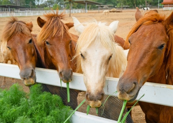 Vier paarden krijgen versgeplukt groen aangeboden over een hek