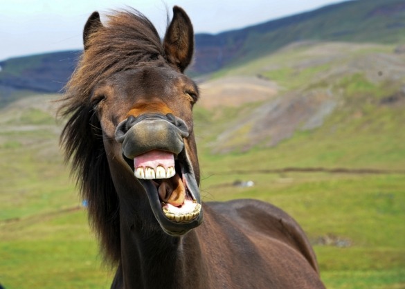 Lachend IJslands paard