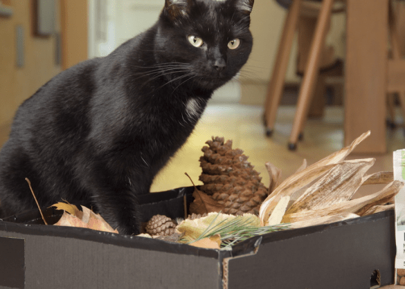 Zwarte kat bij herfstdoos