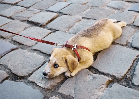 Puppy ligt op straatstenen en wil niet verder wandelen 