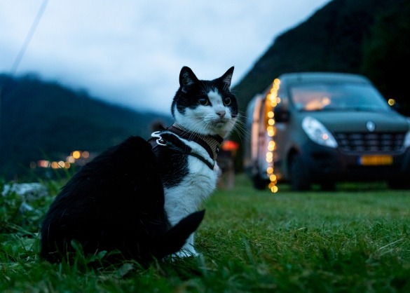 Kat zit naast camper busje