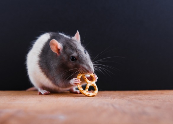 Tamme zwart-witte rat eet pretzl-koekje