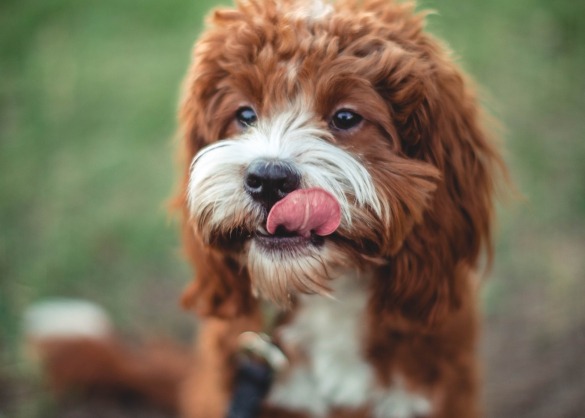 Bruin hondje met tong uit bek