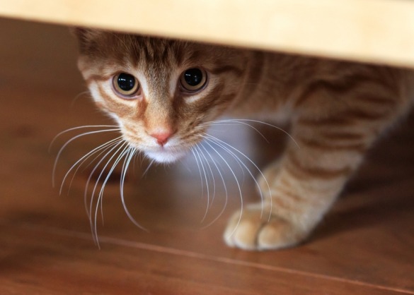 Rosse kat verstopt zich onder het bed