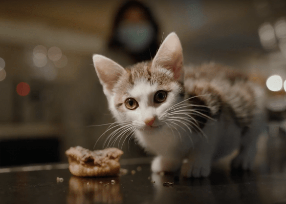 Kitten eet van catcake, een cupcake voor katten 