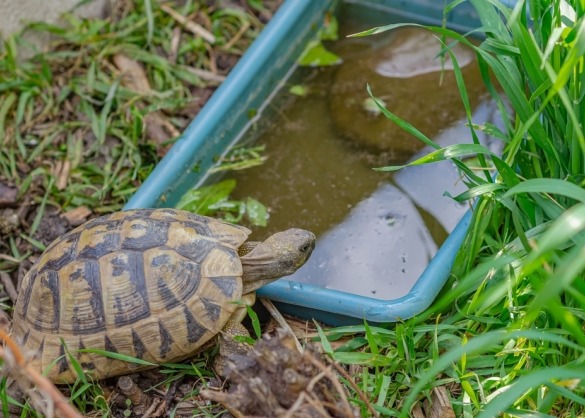 Schildpad gaat water drinken uit bakje in de tuin