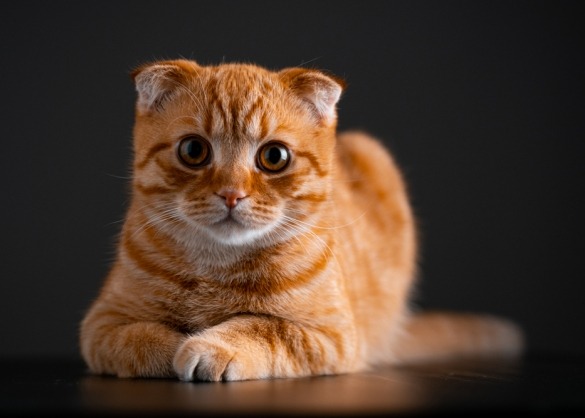 katten met dubbel gevouwen oren